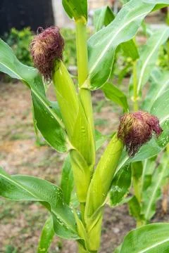 Corn plant with developing ears in garden Stock Photos