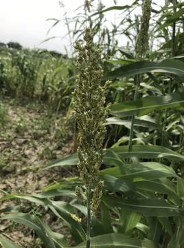 Corn plant in the farm Stock Photos