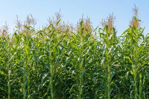Corn plant field Stock Photos