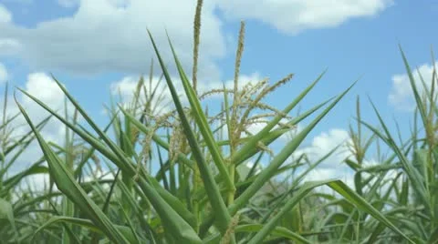 Corn plant Video stock 11359738