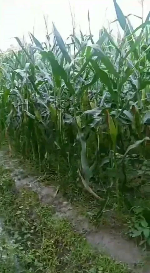 Corn plant Stock Footage 228673969
