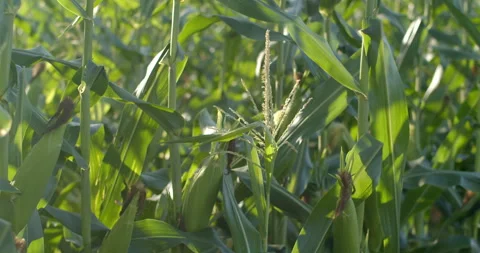 Corn plant growing at a different rate from others, likely caused by genetics. Stock Footage 322000637