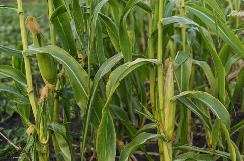 Corn plant growing in field, symbolizing agriculture and natural growth. co.. Stock Photos