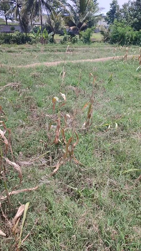 Corn PLant Growing in Open Land With Less Fertile Condition Stock-Footage 290103112