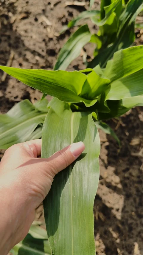 Corn plant leaf macro, Healthy green leaves, Field work in progress, Young corn Stock Footage 313847065