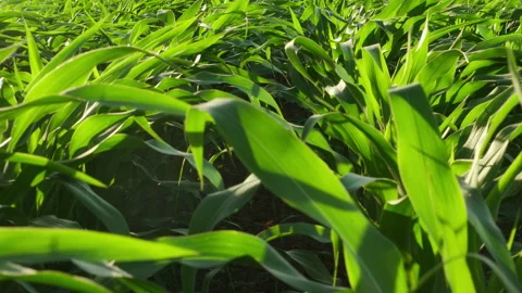 Corn plant leaves on a field moving with the wind Stock Footage 337409448