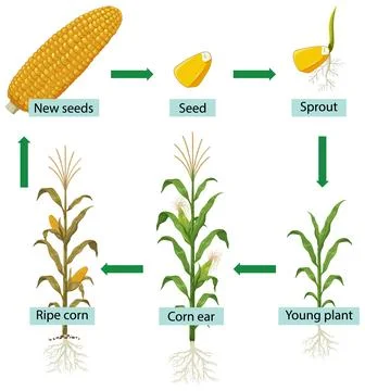 Corn Plant Life Cycle Vector Illustration Showing Growth Stages Stock Illustration