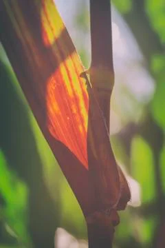 Corn plant 库存照片
