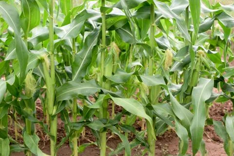 Corn plant Stock Photos
