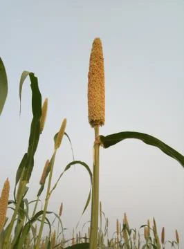 Corn plant Stock Photos