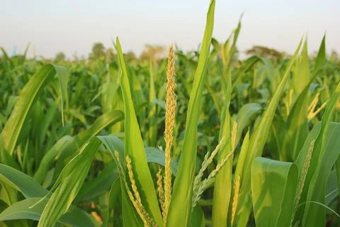 Corn plant Stock Photos
