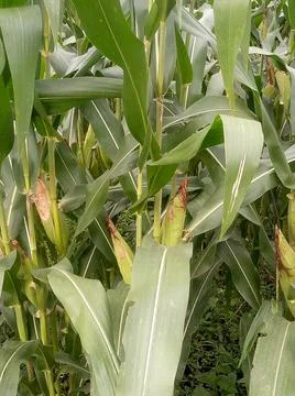 Corn plant Stock Photos