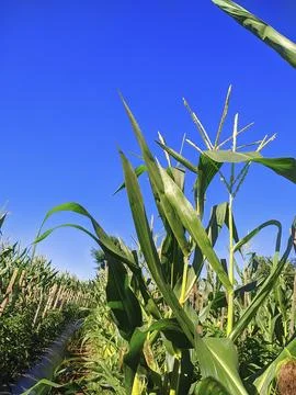 Corn plant Stock Photos
