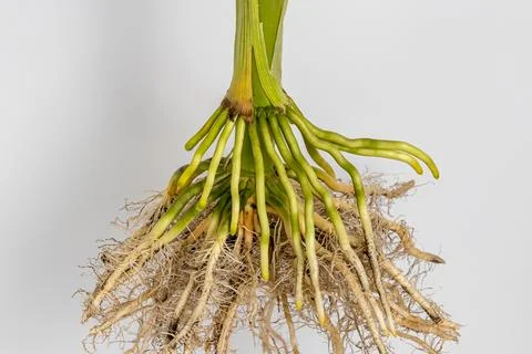 Corn plant root system Fotos de archivo