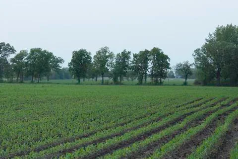 Corn Plant Row Stock Photos