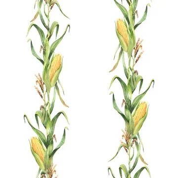 Corn plant seamless pattern Watercolor maize plant stalk with corncob, flowers Stock Illustration