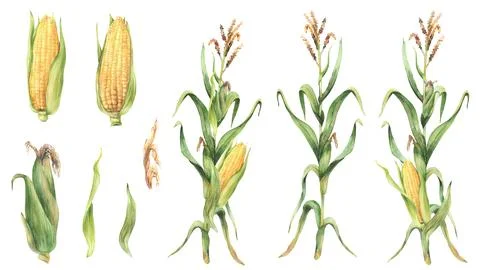 Corn plant set. Fresh maize stalk with corncob, flowers and leaves, Waterco.. Illustrazione stock
