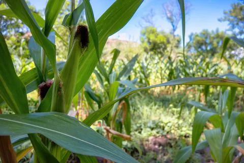 Corn on the plant with space for text Foto stock