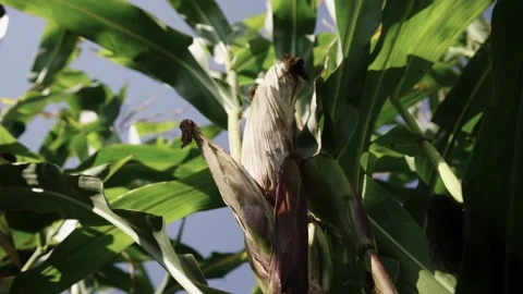 Corn plant in the sunlight Stock Footage 161697108
