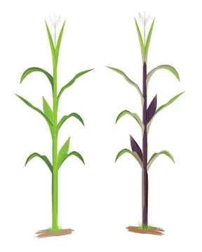 Corn plant vector design Stock Illustration