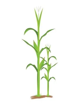 Corn plant vector design Stock Illustration