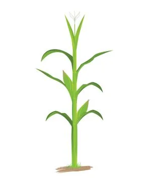 Corn plant vector design Stock Illustration
