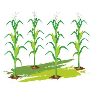 Corn plant vector design Stock Illustration