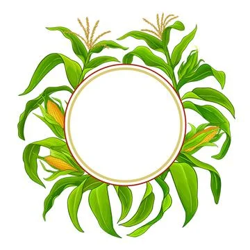 Corn plant vector frame on white background Stock Illustration