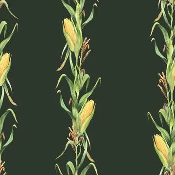 Corn plant watercolor seamless pattern Maize plant stalk with corncob, flowers Stock Illustration