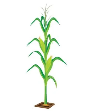 Corn plant on white background Stock Illustration