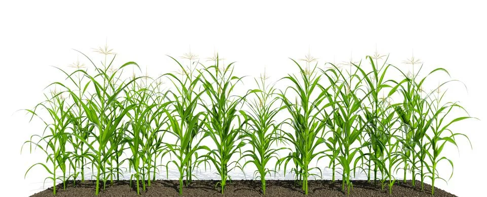 Corn plant on white background Stock Illustration