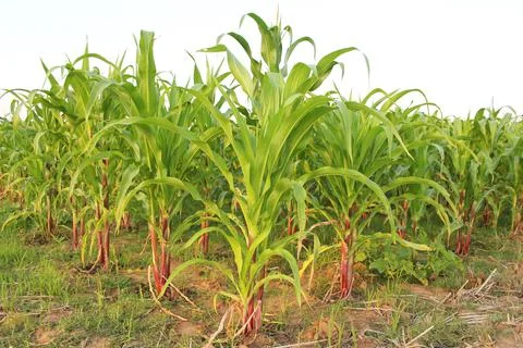 Corn plant1 Stock Photos