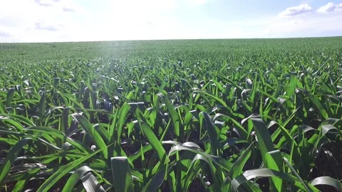 Corn Plantation (1) 库存影片 145762871