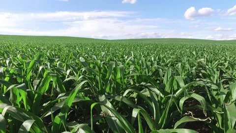 Corn Plantation (2) 库存影片 145762880