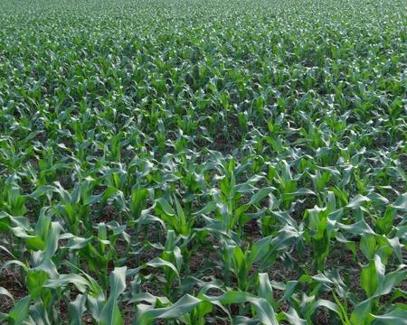 Corn Plantation 3 Stock Photos