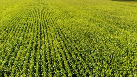 Corn plantation aerial Видео 95650243