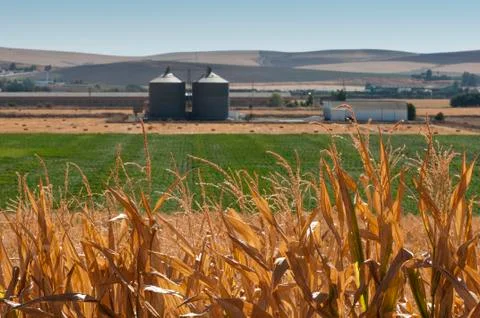 Corn plantation and processing plant factory Foto stock