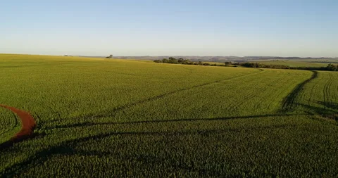 Corn plantation in Brazil 動画素材 156197062