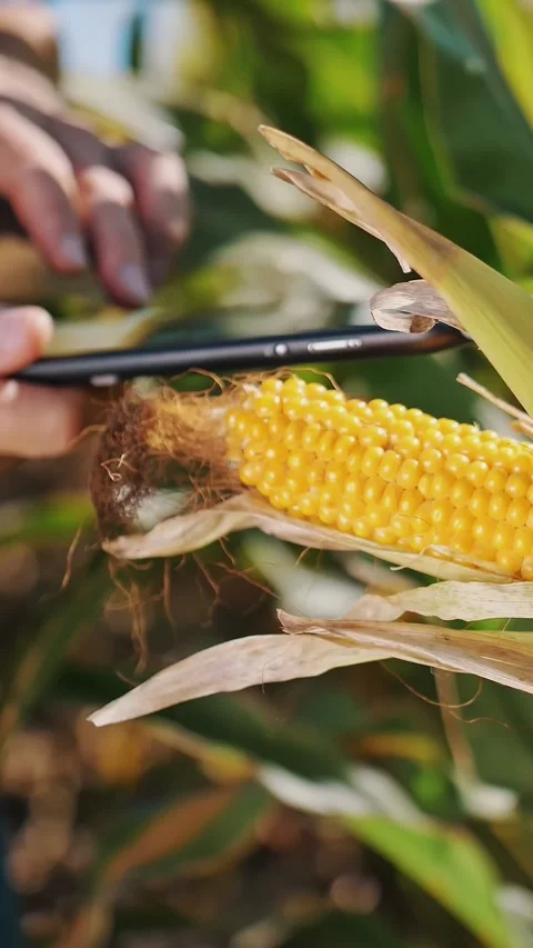 Corn plantation. close-up. Farmer inspects quality, ripeness of corn, using Stock Footage 308928247