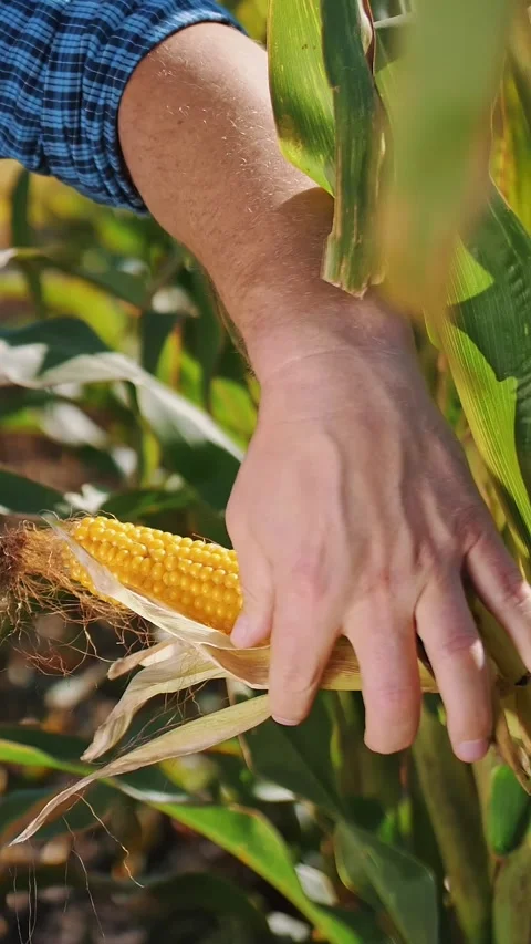 Corn plantation. close-up. Farmer inspects quality, ripeness of corn, using Stock Footage 314980102