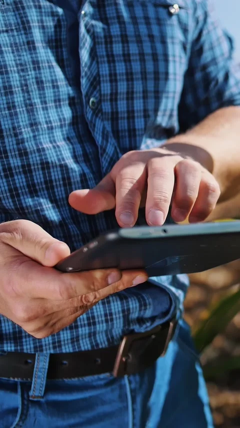 Corn plantation. close-up. Farmer inspects quality, ripeness of corn, using Stock Footage 315219685