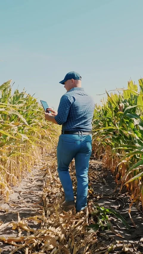 Corn plantation. cornfield. back view. Farmer, with digital tablet, walking Stock Footage 312385353