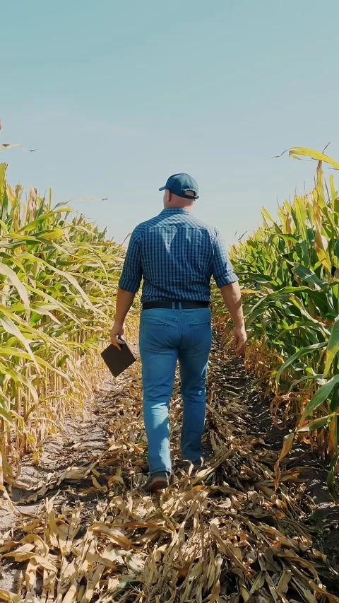 Corn plantation. cornfield. back view. Farmer, with digital tablet, walking Stock Footage 313734091