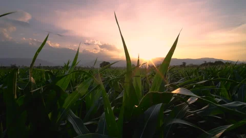 Corn in plantation cornfield in the evening and light sunset Stock Footage 260401346