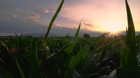 Corn in plantation cornfield in the evening and light sunset Stock Footage 277069850