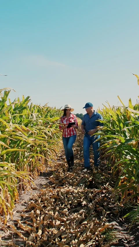 Corn plantation. cornfield. Two farmers, with digital tablet, walking through Stock Footage 311997230
