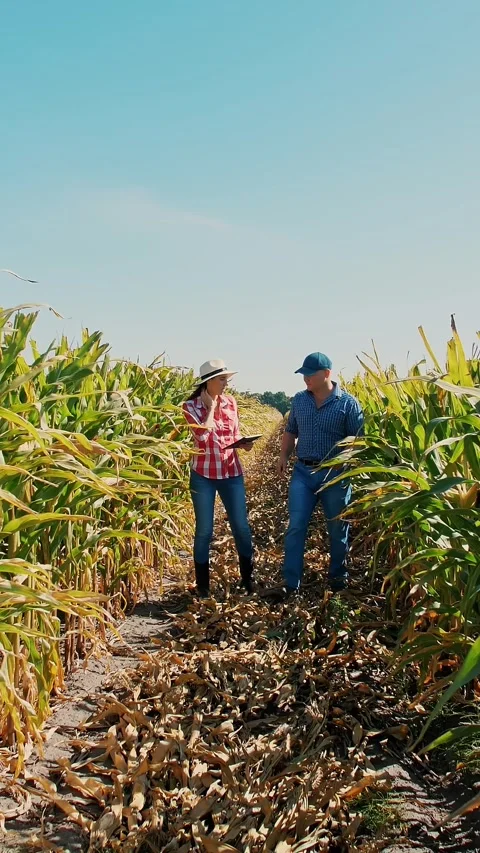 Corn plantation. cornfield. Two farmers, with digital tablet, walking through Stock Footage 312800519