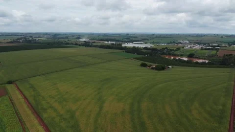 Corn plantation farm drone close-up 스톡 동영상 241256337