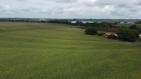 Corn plantation farm drone panoramic 스톡 동영상 241256330