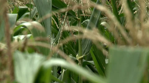 Corn (plantation) Stock Footage 37837008